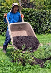 Using the strip as a guide, Chhiring drops small amounts of mulch along the bed. This rich, dark mulch is made right here at the farm - this batch is one year old.