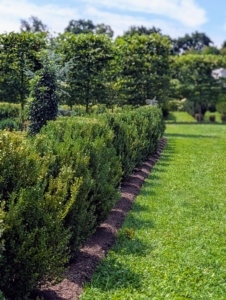 Monrovia, a wholesale plant nursery specializing in shrubs, perennials, annuals, ferns, grasses, and conifers with several nursery locations across the country, helped me to finish the maze. Their plant collection is exceptional – please look out for Monrovia whenever shopping for plants.