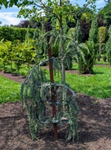 Everyone at the farm admired the weeping blue atlas spruce, Cedrus atlantica ‘Glauca Pendula.’ This dramatic weeping evergreen is naturally slow-growing with a sprawling horizontal habit that is often trained into an upright, serpentine form. Pendant branchlets display icy-blue needles.