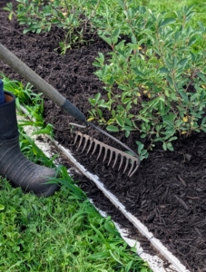 Chhiring has a clear guide for mulching and the mulch will kill the weeds by blocking them from the light. The mulch will also act as a barrier that keeps weed seeds buried too deep to germinate.