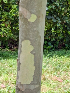 Its most striking feature is the naturally shedding bark, which peels in thin, curly strips to reveal a dappled pattern of cream, ivory, and olive-green.