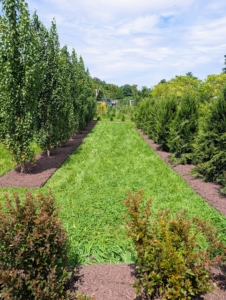 Each shrub or bush is planted appropriately with enough space to accommodate its full grown size.