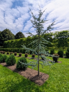 At the end of certain rows, I placed anchoring specimen trees to add more interest. I am so proud of how it came out.
