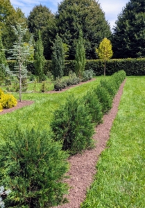Everything is looking so lush and green, in part because of the maintenance and care I give them throughout the year. This is a row of young arborvitae.