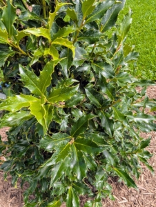 This is holly, which features bright red berries combined with glossy, dark green foliage. Many varieties of holly, Ilex, have compact habits and glistening leaves that’s excellent for hedges, borders, and yes, mazes.
