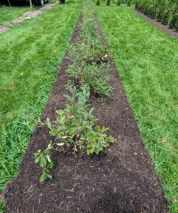 When the job is complete, the row looks so much better.