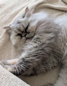 Here is Magnolia lounging in my sitting room. Persians are known for being laid-back, charming, and affectionate. Magnolia loves people and greets all those she sees.