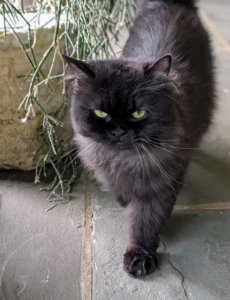 Her gorgeous coat is chocolate to smoky brown.