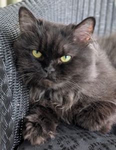 And this is Chrysanthemum, the latest Persian to join my clowder. Here she is in the enclosed porch where the “kitty buffet” is kept for all the cats in my Winter House.