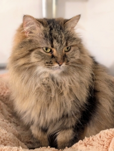 Of my Persians, Lilium is the largest. Males and females are medium-to-large-sized cats with round, flat faces, known as brachycephalic, and long, flowing coats. Lilium traveled all the way from Doha, the capital city of Qatar in the Middle East. I adopted Lilium, Magnolia, and Chrysanthemum through Rock ‘N Rescue.