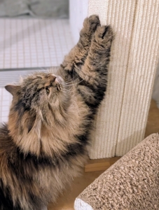 Lilium is playful, confident, and very friendly. And she definitely loves a good stretch.