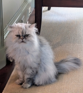 Summertime With My Cats – The Martha Stewart Blog Summertime With My Cats – The Martha Stewart Blog