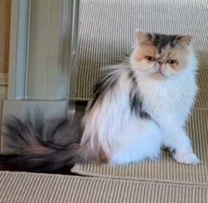 Dahlia has captured everyone’s hearts here at the farm. She is also a Persian. The breed is well loved for its regal appearance and Persian cats are often referred to as the “aristocrats of the cat world.”