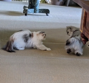 I think Dahlia wants to play...