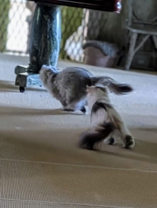 And there they go... Chasing is a natural instinct for cats - scanning, stalking, pouncing, and even “capturing.” This kind of play keeps reflexes sharp and muscles toned.
