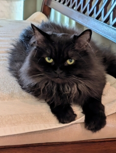 She's a follower - she loves following guests and sitting with them.