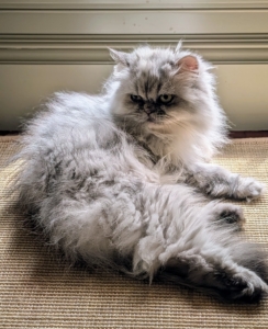 But she's also very curious and is often seen roaming from room to room, upstairs and downstairs, keeping an eye on everything.