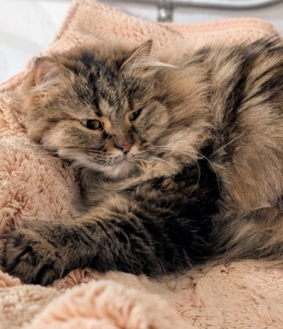 Persian cats with long hair require daily combing and brushing to prevent their fur from matting. All my Persians are brushed every day.