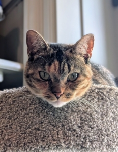 Here’s Mayo, or as she is affectionately called, “May-May.” She will always roll over hoping for a belly rub.