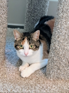 This is Cinco, the Calico. Cinco and her sister, Mayo, stay around the stable complex under the watchful eye of my stable manager, Helen Peparo, and her crew.