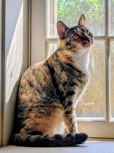 I am so happy these cats feel safe and comfortable in my home. They're all happy, healthy, and thriving. How are all your "puddy tats" doing this summer?