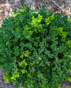 These boxwood shrubs were nurtured from cuttings right here at the farm. Eventually, they will grow into a nice formal hedge.