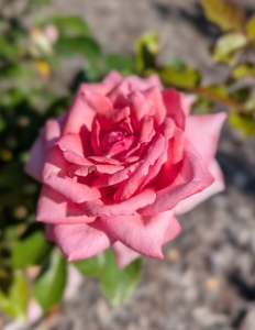 Roses come in many different colors, such as pink, peach, white, red, magenta, yellow, copper, vermilion, purple, and apricot.