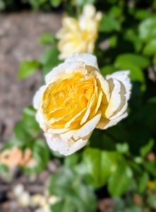 A rose is a woody perennial flowering plant of the genus Rosa, in the family Rosaceae. There are more than a hundred species and thousands of named cultivars.