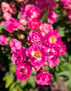 Some of the existing roses were transplanted years ago from the gardens at Lily Pond, my former home in East Hampton, New York.