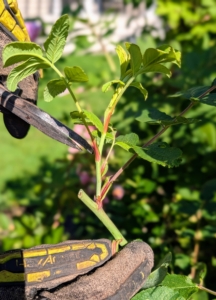 Deadheading is one of the easiest forms of pruning - as blooms fade, cut off below the spent blossoms and above the first set of full, healthy leaves. Make any cut at a 45-degree angle just above an outward-facing bud. This angle helps water run off the stem while encouraging strong, outward growth.