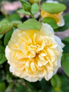 Rose plants range in size from compact, miniature roses to climbers that can reach several feet in height.