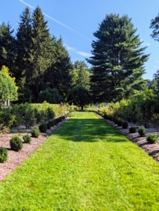 And always use nutrient-rich compost, composted manure, and other organic and natural fertilizers. I am a voracious feeder of all my plants. Good, thoughtful maintenance in the garden will always be well worth the effort.