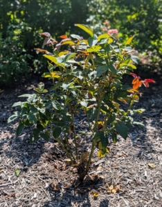 New leaves are similar in shape to older foliage, even if slightly redder or thinner. The red/purple tint is normal and comes from anthocyanins, which protect tender tissue from getting any sun damage.