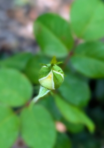 Depending on the variety, climate, and care they receive, roses can bloom from late spring through autumn. Here's the bud of a new flower just waiting to open.