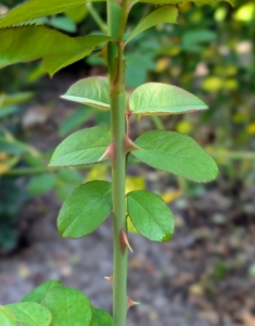 And remember, rose stems are often armed with sharp prickles, not thorns. A prickle can be easily broken off the plant because it is really a feature of the outer layers rather than part of the wood, like a thorn.