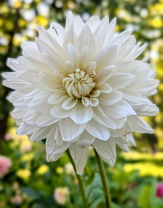 Dahlias are named after 18th-century Swedish botanist Anders Dahl. He actually categorized dahlias as a vegetable because of their edible tubers. The tubers are said to taste like a mix between potatoes and radishes.