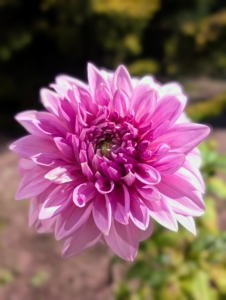 Dahlias are classified according to flower shape and petal arrangement.