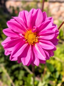 The array of flower colors, sizes, and shapes is astounding. Dahlias come in shades of pink, red, yellow, orange, white, shades of purple, and various combinations of these colors – every color but true blue.