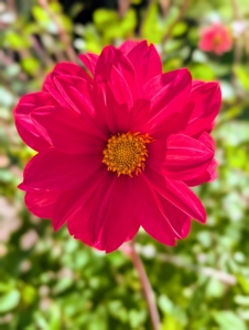 The majority of dahlia species do not produce scented flowers or cultivars, but they are brightly colored to attract pollinating insects.