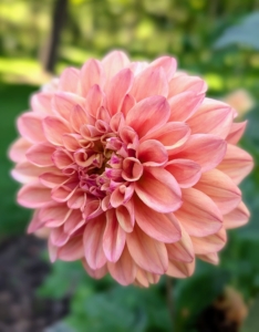 The genus Dahlia is native to the high plains of Mexico. Some species can be found in Guatemala, Honduras, Nicaragua, El Salvador, and Costa Rica as well as parts of South America where it was introduced.