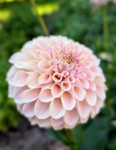 There are about 42 species of dahlia, with hybrids commonly grown as garden plants. A member of the Asteraceae family of dicotyledonous plants, some of its relatives include the sunflower, daisy, chrysanthemum, and zinnia.