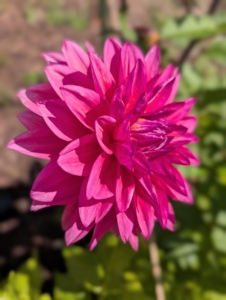 Dahlias can also vary in height, leaf color, form, and shape. This is because dahlias are octoploids, meaning they have eight sets of homologous chromosomes, whereas most plants have only two.