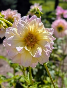 My Blooming Dahlias – The Martha Stewart Blog My Blooming Dahlias – The Martha Stewart Blog