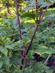 There are other varieties bred for striking stem color which range from deep burgundy and mahogany to almost black.