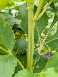 The stems of a dahlia plant are also unique. They are hollow, which is why the Aztecs originally called them "water canes." These stems are green and quite thick.