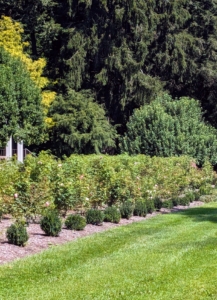 In just a couple of months, both the roses and the boxwood have grown so nicely.