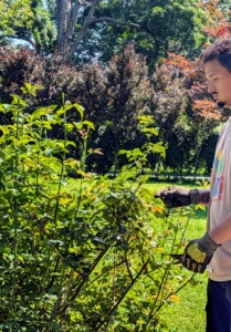 There are different pruning strategies for different times of the year, but overall the goals are the same - to keep the plants looking fresh and open, promote new growth and re-flowering, and to improve the overall health of the plant.