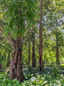 Down behind the chicken coops is a grove of dawn redwoods. Dawn redwoods, Metasequoia, grow faster than most trees and need an area under full sun that is large enough to accommodate the trees which can grow to more than 160-feet tall. One of their distinguishable characteristics is the deeply fissured bark on mature trees.