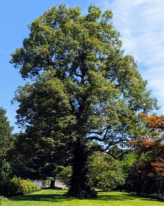 This is a mature hickory tree. Hickory trees are one of the most important hardwood trees in North America. They are robust, durable and valued for their nut production. The hickory is a variety of species within the Carya genus. There are about 12 species of hickory native to North America.