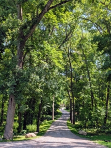 These trees line the main carriage road to and from my woodland.